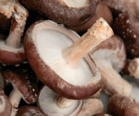 Shiitake Sandwich Recipe